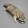Soft Mount Taxidermy Raccoon