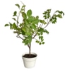 Potted Tree; Faux Bursera house plant,