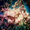 RANABB-Magnolias 1