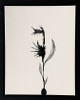 Black & White Abstract
