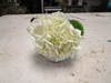 FRESH Hydrangea Small Party arrangement