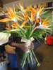 FRESH Bird of Paradise presentation bouquet