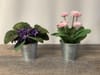 SILK Pink Potted plant