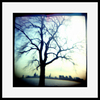 HENRAY-Tree 36x36"