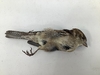 Taxidermy Bird