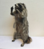 Raccoon