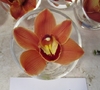 FRESH Floating Orchid Cocktail Tables