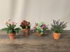 SILK Corn Flower in Pot