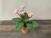 SILK Corn Flower in Pot