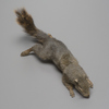 Soft Mount Taxidermy Squirrel #2
