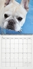 Unframed Cleared Poster; 2021 Calendar, Pets
