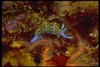 Ocean Floor Creatures