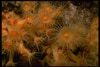 Underwater Coral