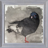 COVROB-Pigeon Standing on One Leg 14.5x14.5"