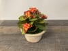 SILK Aged Terracotta Plant A